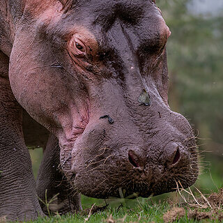 Lake Naivasha - Hippo